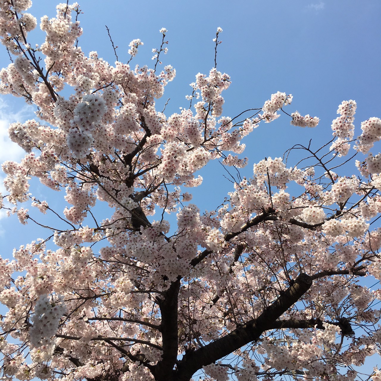 sakura